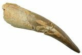 Fossil Plesiosaur (Zarafasaura) Tooth - Morocco #298340-1